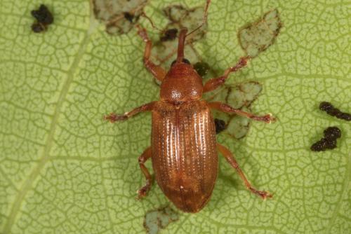 Réf. 181 732 : Dorytomus tortrix